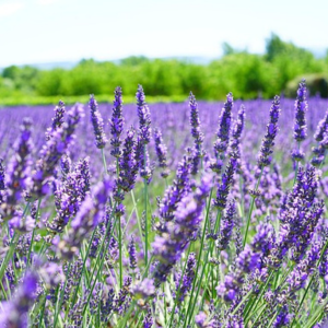 ラベンダー 地植え注意