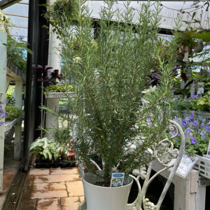 ローズマリー 地植え 注意