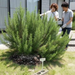 ローズマリー 地植え 注意