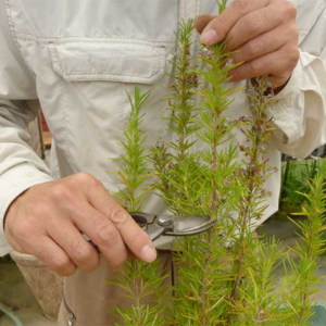 ローズマリー 地植え 注意