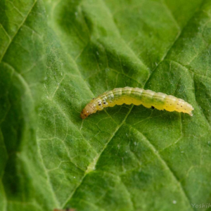 ローズマリー 地植え 注意