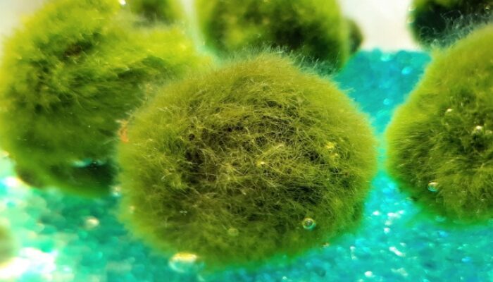 まりもの育て方