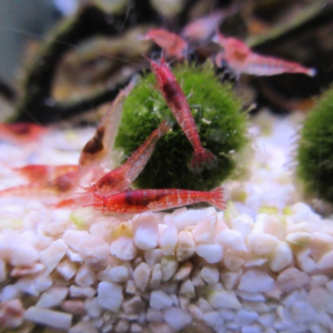 まりもの育て方