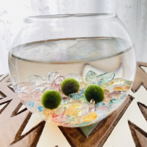 まりもの育て方