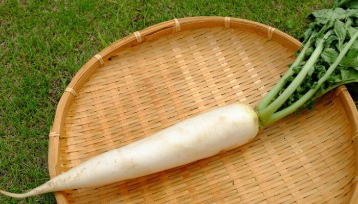 春大根の種まき時期