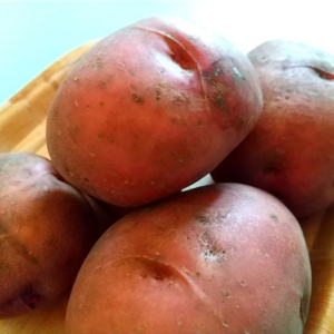 ジャガイモの植える時期と植え方は