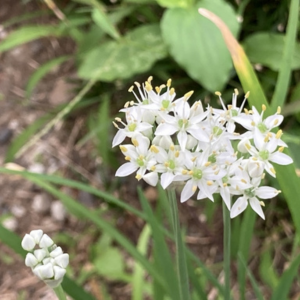 ニラの植え替え時期