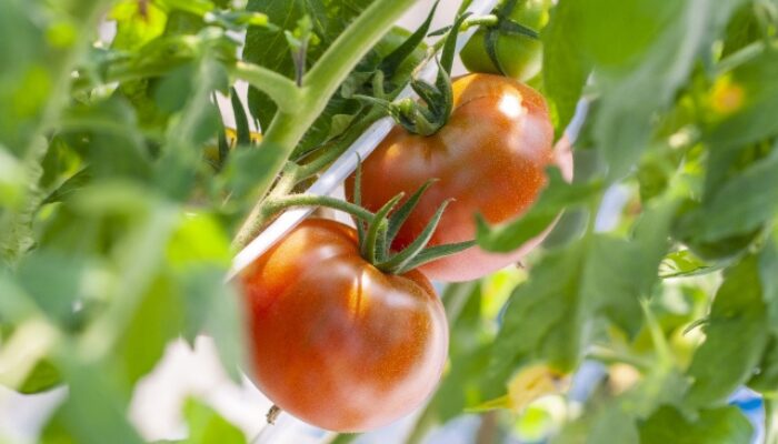 トマトの土作り