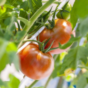 トマトの土作り