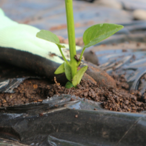 トマトの土作り