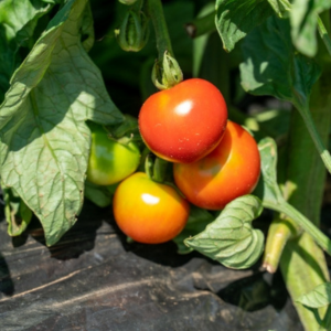 トマトの土作り