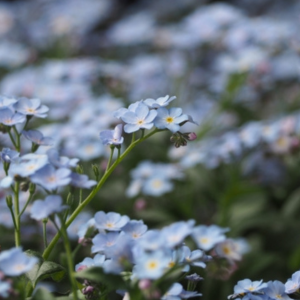 勿忘草 庭に植えてはいけない