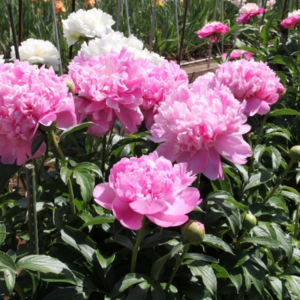 芍薬 庭に植えてはいけない