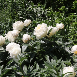 芍薬 庭に植えてはいけない