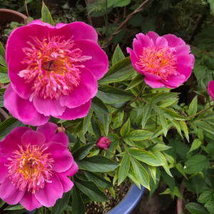 芍薬 庭に植えてはいけない