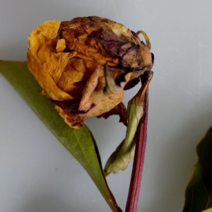 芍薬 庭に植えてはいけない