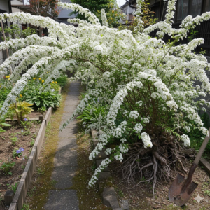 雪柳 庭に植えてはいけない