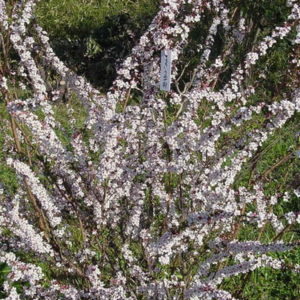 雪柳 庭に植えてはいけない