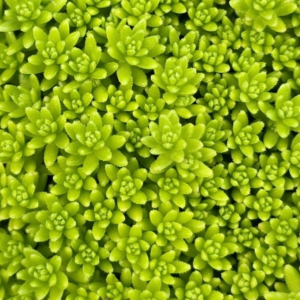 セダム 植えてはいけない