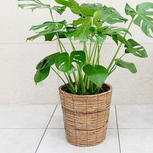 観葉植物の土 配合