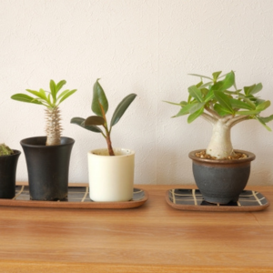 観葉植物の土 配合