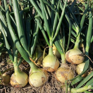 玉ねぎ 種蒔き時期