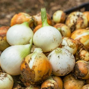 玉ねぎ 種蒔き時期