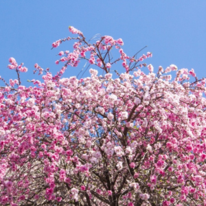 桃の木　庭に植えてはいけない
