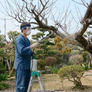 桃の木　庭に植えてはいけない