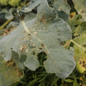 油かす肥料 あう作物