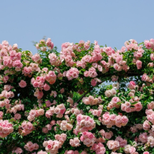 油かす肥料 あう作物