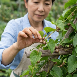 オカワカメ 植えてはいけない
