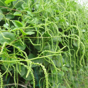 オカワカメ 植えてはいけない