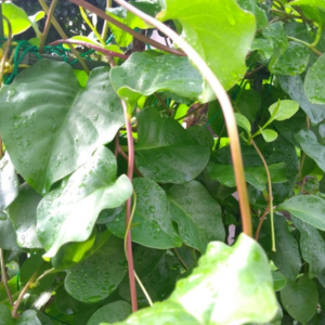 オカワカメ 植えてはいけない