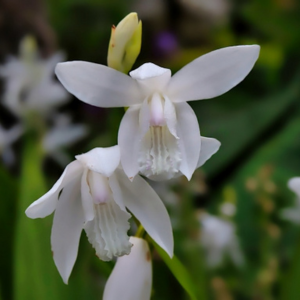 シラン 植えてはいけない