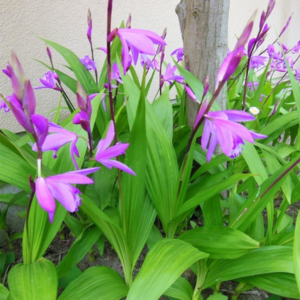 シラン 植えてはいけない