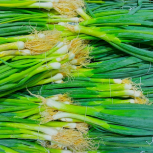 九条ネギの育て方