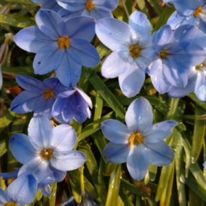 ハナニラ 植えてはいけない