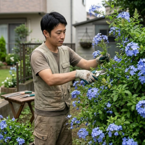 ルリマツリ 植えてはいけない