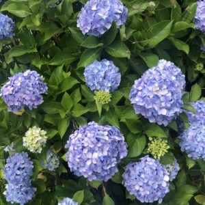 紫陽花 地植え デメリット