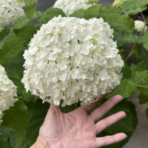 紫陽花 地植え デメリット