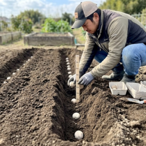 ジャガイモ 植え付け 深さ