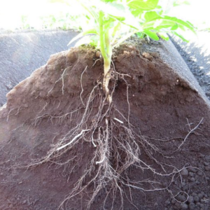 ジャガイモ 植え付け 深さ