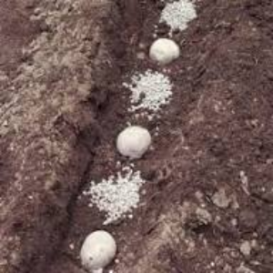 ジャガイモ 植え付け 深さ