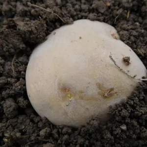 ジャガイモ 植え付け 深さ