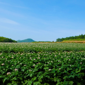 ジャガイモ 植え付け 深さ