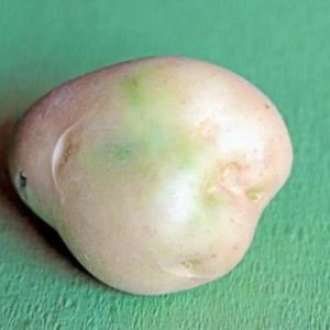 ジャガイモ 植え付け 深さ