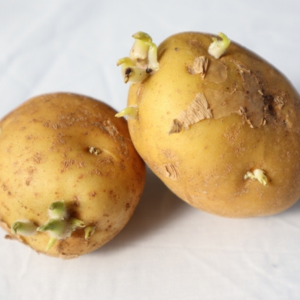 芽が出たジャガイモ 植える