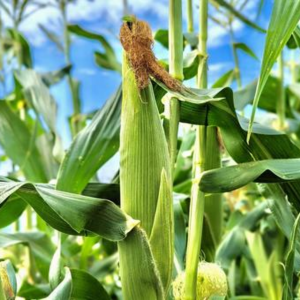 ジャガイモの後作に良い野菜