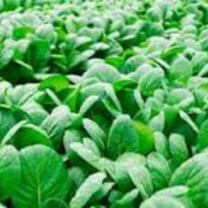 ジャガイモの後作に良い野菜